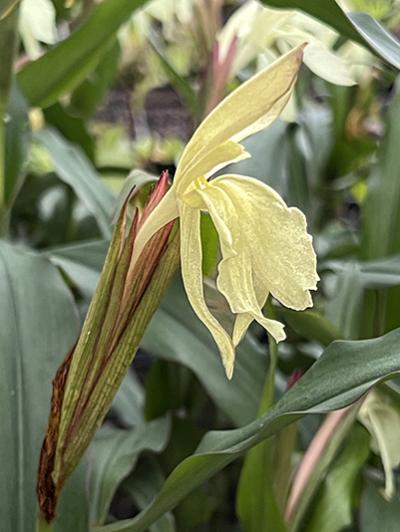 Roscoea beesiana